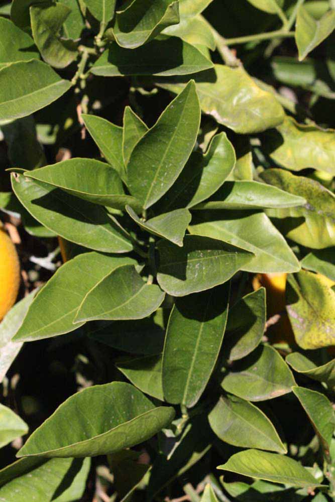            Sun leaves (Riverside, CA)   